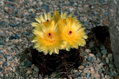 Cactus (Notocactus ottonis)