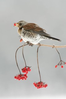 Fieldfare (Turdus pilaris) picking Common Snowball berries, Germany, Europe