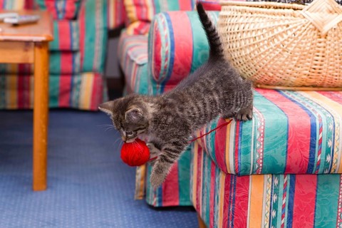 House cat, kitten with wool club, mackerel, wool