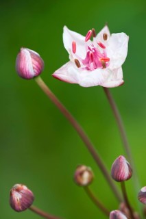 Flowering rush (Butomus umbellatus), Lower Saxony, Germany, White Flower Pink, Europe