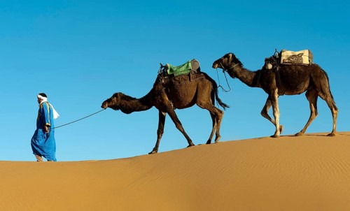 Morocco, camel driver, Berber, Erg Chebbi desert, dunes, Africa