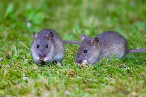 Common (Rattus norvegicus) Rats, youngs, Lower Saxony, Germany, Europe