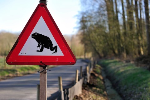 Warning sign for migrating amphibians/toads crossing the road during the annual spring migration,