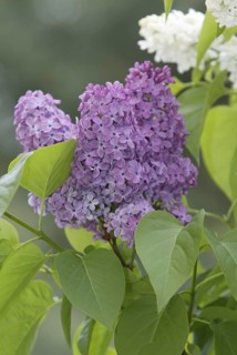 Common Lilac (Syringa vulgaris), Germany, Europe