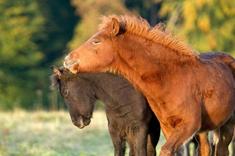Icelandic ponies, foals, Icelanders