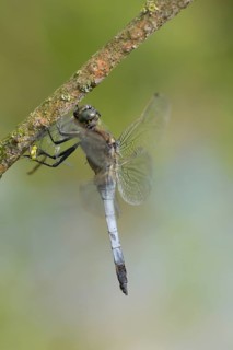 Large blue arrow (Orthetrum cancellatum), NSG Freudenthal, Hesse, Germany, Europe