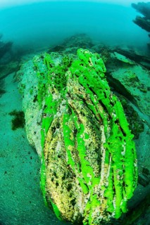 Sponge underwater, Lake Baikal, Olkhon Island, Pribaikalsky National Park, Irkutsk Province,