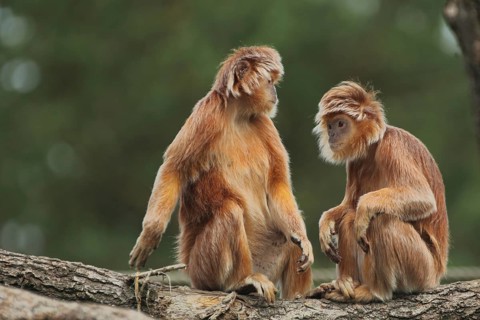 Javan lutung (Trachypithecus auratus), adult, two, captive
