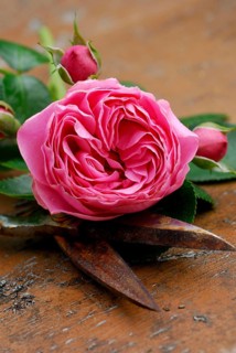 Rose Leonardo da Vinci, Garden shears
