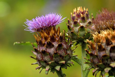 Cardoon, Spanish artichoke (Cynara cardunculus) Cardone