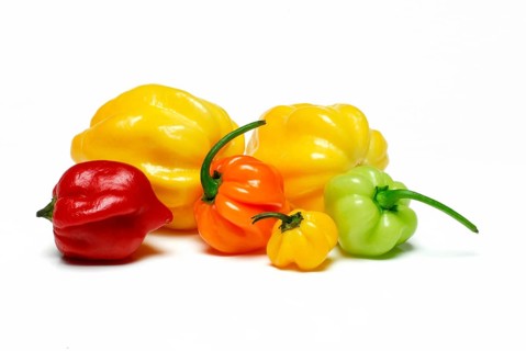 Habanero Chocolate (Capsicum chinense) , Chili