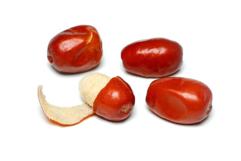 Elaeagnus angustifolia (Elaeagnus angustifolia) Seeds