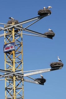 White Stork (Ciconia ciconia) nests with breeding pairs on a converted construction crane, Allgäu,