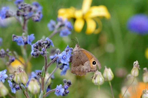 Meadow brown (Maniola jurtina), female, butterfly, forget-me-not (Myosotis), plant, flowers,