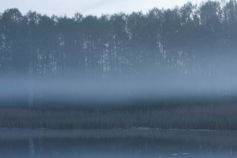 Morning fog over the alder forest, Müritz National Park, Mecklenburg-Western Pomerania, Germany,