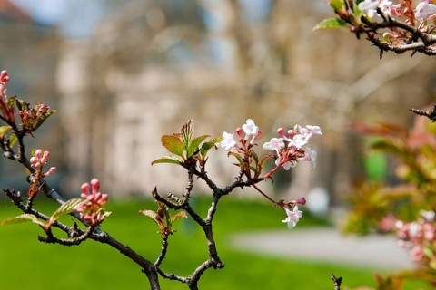 Spring in the Brühl's Garden on the Brühl's Terrace