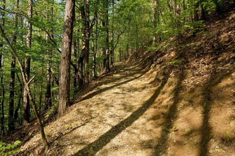 The Forest Botanical Garden Tharandt is an institution of the Technical University of Dresden and