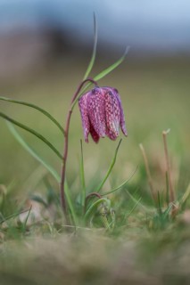 Snake's head fritillary (Fritillaria meleagris), Styria, Austria, Europe