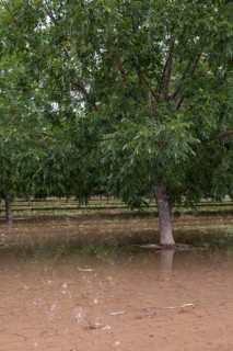 Las Cruces, New Mexico, Water-hungry pecan trees growing in the midst of a severe dought in the New
