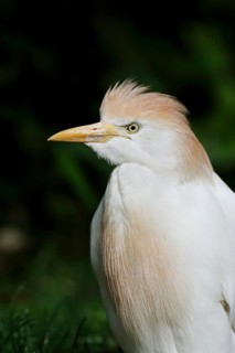 Cattle egret (Bubulcus ibis), portrait, Camargue, France, Europe