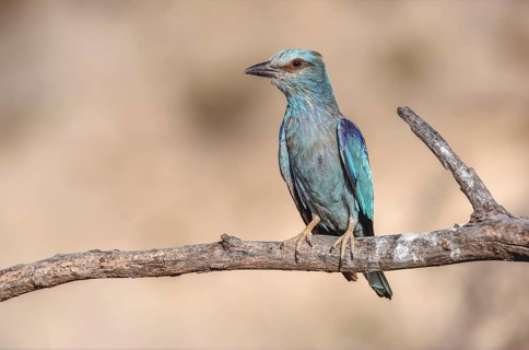 European Roller (Coracias garrulus) sitting on a branch near its nest. Saint-Gilles, Nimes, Gard,