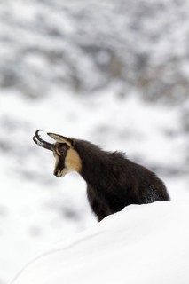 Chamois (Rupicapra rupicapra) in the snow in winter, Gran Paradiso National Park, Italian Alps,
