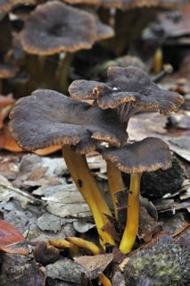 Trumpet chanterelle, Yellowfoot, Winter mushroom, Funnel Chanterelle (Cantharellus tubaeformis)