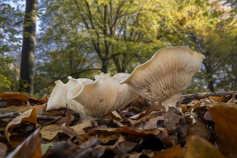 Fleecy milk-cap (Lactarius vellereus) on the forest floor in beech woodland in autumn