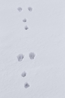 European brown hare (Lepus europaeus) footprints in the snow in winter