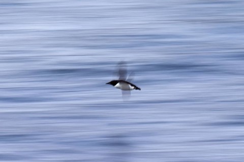 Thick-billed murre (Uria lomvia), Brünnich's guillemot in flight above sea water, native to the
