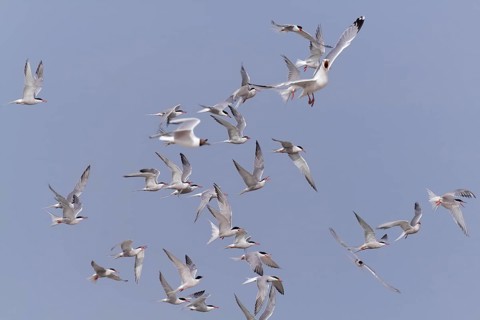 Common Tern (Sterna hirundo), joint predation defence in the colony, european herring gull (Larus