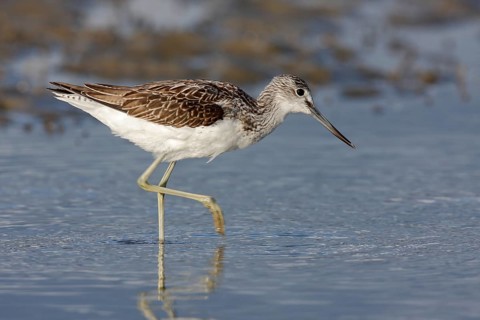 Common greenshank (Tringa nebularia), animal foraging in the water, Lower Saxon Wadden Sea National