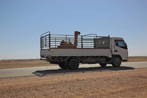 Transport of a camel foal with LWK on the desert road in the Ai-Wusta area, Oman, Asia