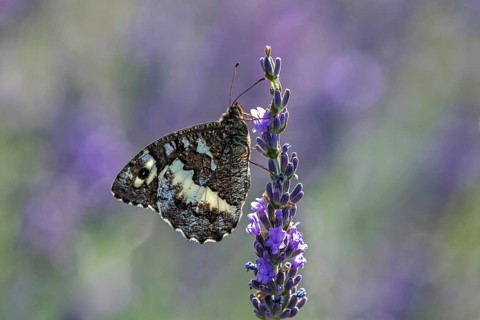 Great banded grayling (Brintesia circe), sitting on lavender flower, Provence, France, Europe