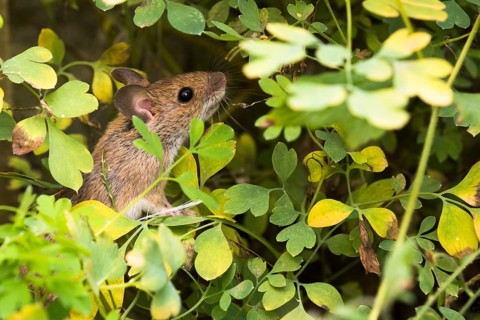 Wood mouse (Apodemus sylvaticus) foraging in yellow rock corydalis (Pseudofumaria lutea), Hesse,