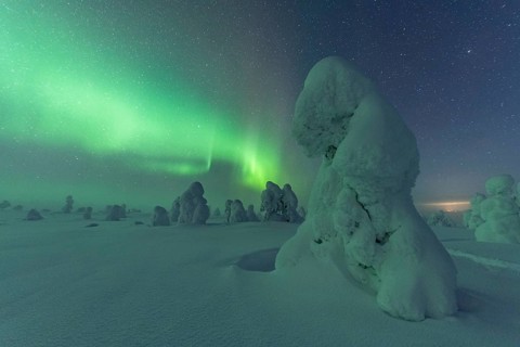 Northern Lights over Snowed-in Trees, Winter Landscape, Riisitunturi National Park, Posio, Lapland,