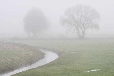 Trees, sycamore maple (Acer pseudoplatanus) and oak (Quercus robur) in the fog by a stream,