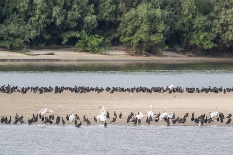 Dalmatian Pelicans (Pelecanus crispus) and great cormorant (Phalacrocorax carbo) on a sandbank in