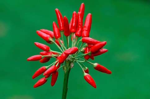 Hot Chili (Capsicum annuum)