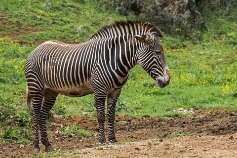 Grévy's zebra, imperial zebra (Equus grevyi) native to Kenya and Ethiopia, Cabarceno Natural Park,