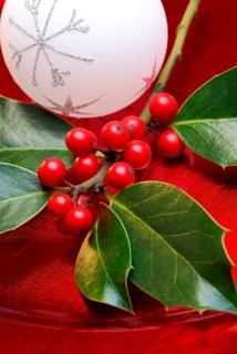Holly (Ilex aquifolium) leaves and berries, christmas tree balls, on writing, prick sleeve,
