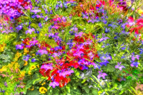 Oil painting-like picture, various bright flowers, red, yellow and purple flowers creative,