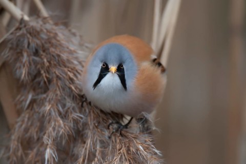 Bearded tit (Panurus biarmicus) or reedling adult male bird feeding on a Common reed seed head,