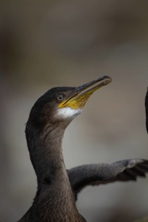 European shag (Phalacrocorax aristotelis) juvenile bird head portrait, Northumberland, England,