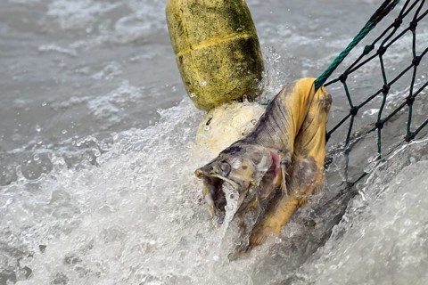 Dead pink salmon (Oncorhynchus gorbuscha) hanging in a fishing net, Prince William Sound, Alaska