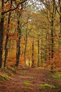 Forest path in a mixed forest with English oaks (Quercus robur) and copper beeches (Fagus