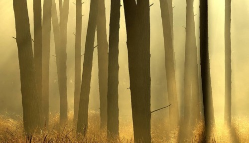 Scots pine forest (Pinus silvestris) in autumnal sunny light, Lower Rhine, North Rhine-Westphalia,