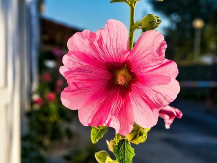 Common hollyhock (Alcea rosea) next to house facade, illuminated pink flower and buds, close-up,