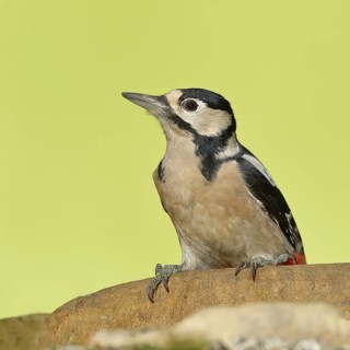 Great spotted woodpecker (Dendrocopos major), female, sitting on a stone, Wilden, North