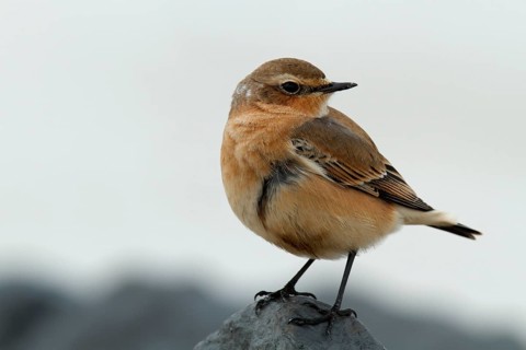 Northern wheatear (Oenanthe oenanthe), resting on a stone, Lower Saxon Wadden Sea National Park,